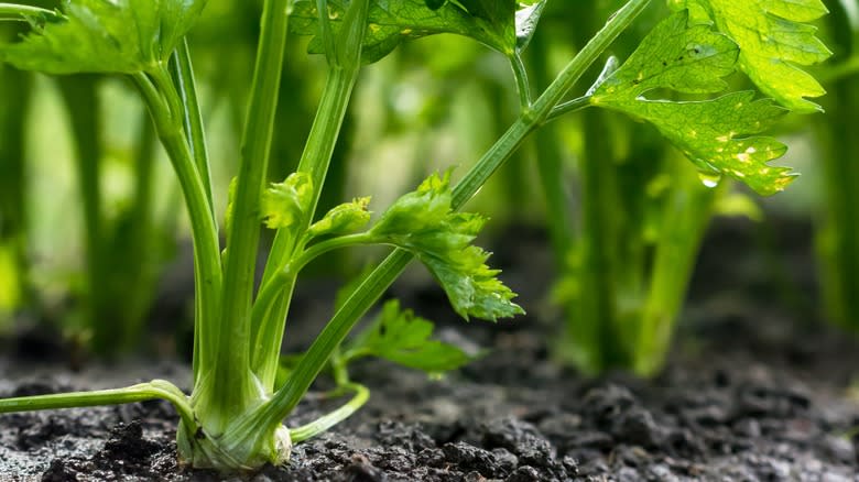 Celery growing in soil