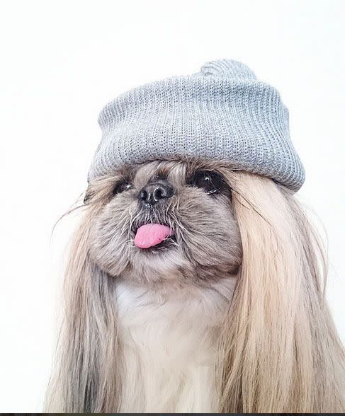 The adorable puppy can even pull off wearing a hat.