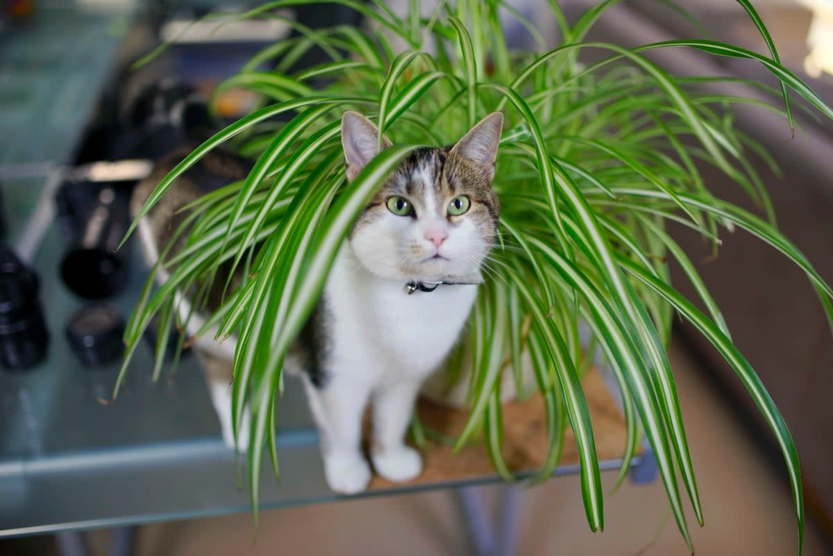 A house cat sitting under a spider plant houseplant that is safe for cats.