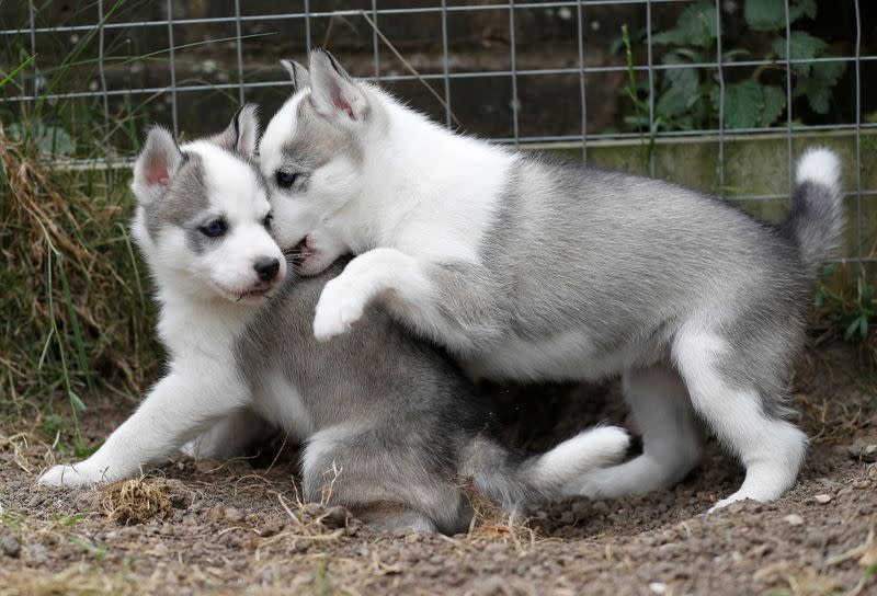 Five-week-old Siberian Huskies belonging to Christine and Stephen Biddlecombe play at their home, in Tonbridge