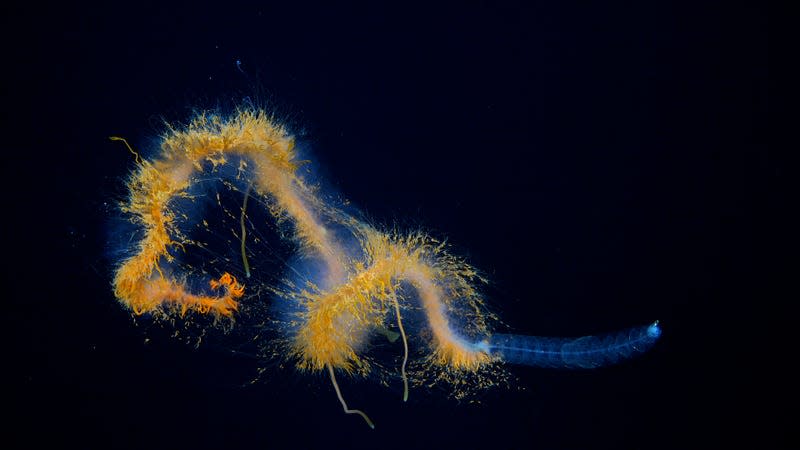 A galaxy siphonophore observed during Dive 672. - Photo: <a class="link " href="https://schmidtocean.photoshelter.com/galleries/C0000HRWFfu1r_rE/G0000rTHPxnoGl64/I0000zf5pxNJ38CM/A-galaxy-siphonophore-seen-off-the-coast-of-Chile" rel="nofollow noopener" target="_blank" data-ylk="slk:ROV SuBastian/Schmidt Ocean Institute under CC BY-NC-SA;elm:context_link;itc:0;sec:content-canvas">ROV SuBastian/Schmidt Ocean Institute under CC BY-NC-SA</a>