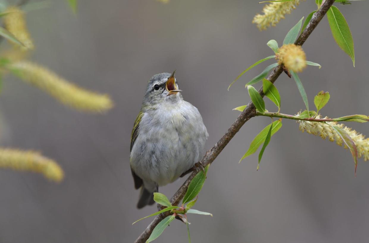 <span class="caption">Tennessee warblers (_Leiothlypis peregrina_) breed in northern Canada and spend winters in Central and South America. </span> <span class="attribution"><span class="source">Kyle Horton</span>, <a class="link " href="http://creativecommons.org/licenses/by-nd/4.0/" rel="nofollow noopener" target="_blank" data-ylk="slk:CC BY-ND;elm:context_link;itc:0;sec:content-canvas">CC BY-ND</a></span>