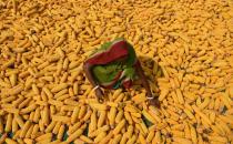 <p>An Indian farmer spreads maize husks to dry in a field in Morigaon district, some 70kms east of Guwahati on April 30, 2016. Maize is India’s third most important cash crop after wheat and rice. </p>