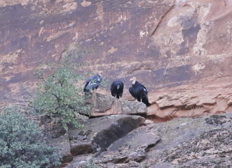 In this Sept. 25, 2019, photo, provided by Jason Pietzak shows the young condor, center, pictured with its parents at Zion National Park, in Utah. The new chick's parents are the only identified condor breeding pair in the park and are estimated to have been together two years.after leaving its cave at Zion National Park, Utah. Zion National Park officials say an endangered California condor chick has left the nest and grown wings large enough to fly for the first time in park history. (Jason Pietzak/National Parks Service, via AP)