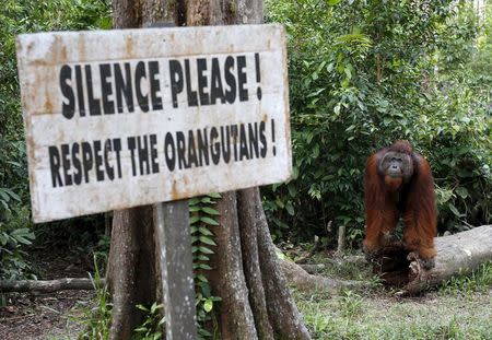 A male orangutan waits near a feeding station at Camp Leakey in Tanjung Puting National Park in Central Kalimantan province, Indonesia in this June 15, 2015 file photo. REUTERS/Darren Whiteside