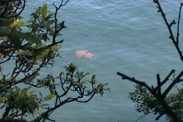 giant-barrel-jellyfish-cornwall-river-picture