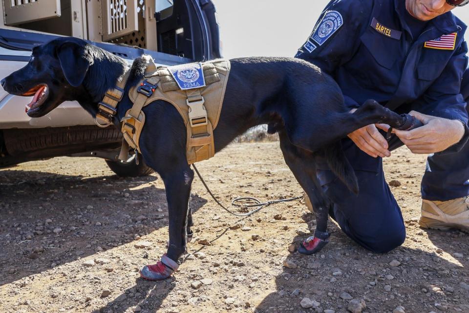 A working black Lab is helped into booties.