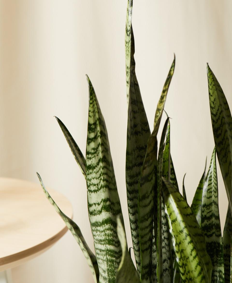 Snake plant, or sansevieria.