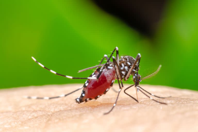 Un mosquito Aedes Aegypti, vector de transmisión del dengue o la fiebre amarilla