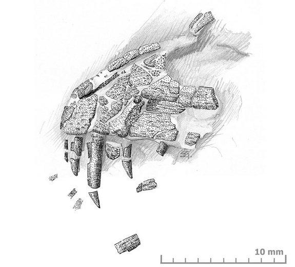 An illustration of embryonic Torvosaurus bones found in a fossilized nest in Portugal.