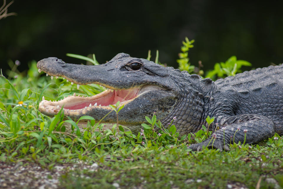 close up of Florida Alligator out of water with mouth wide open in Everglades National park, Big Cypress Preserve.