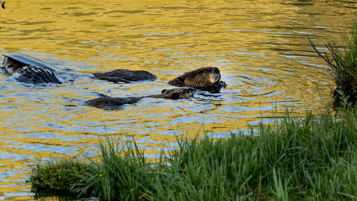  A beaver floating in the water. 