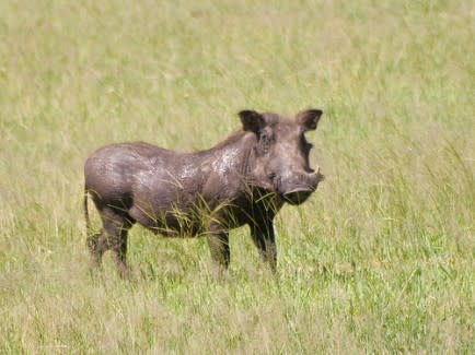 A Warthog