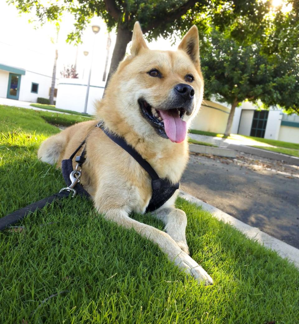 medium dog breeds jindo