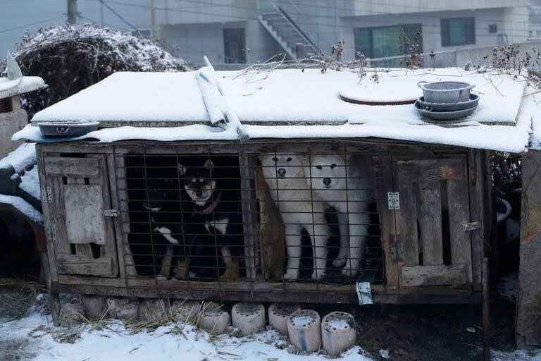 Perros en jaulas en un criadero de Siheung, Corea del Sur, en 2018