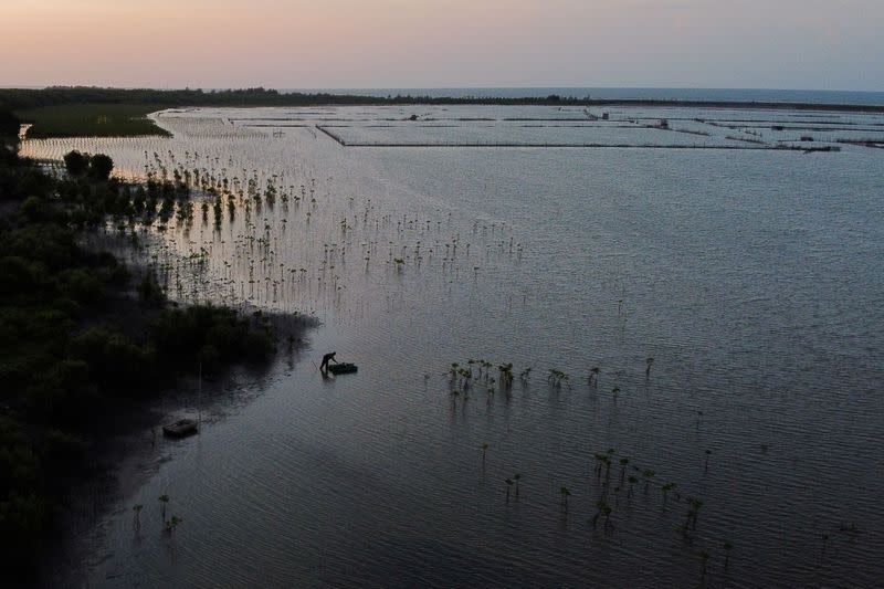 Environmentalist fights Indonesia's coastal erosion with fairy tales, puppet shows and mangrove saplings