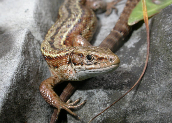 Common Lizard