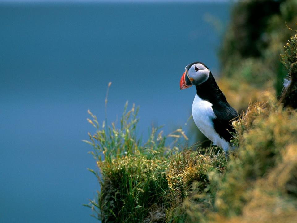 A puffin looks out to the ocean while perched on a cliff's edge in Iceland.