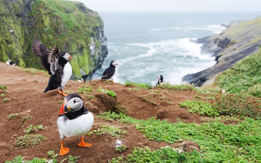 Skomer, Pembrokeshire