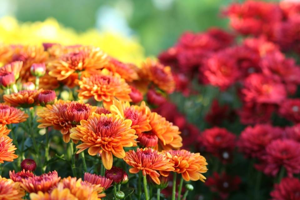 Close up view of reddish orange mums.