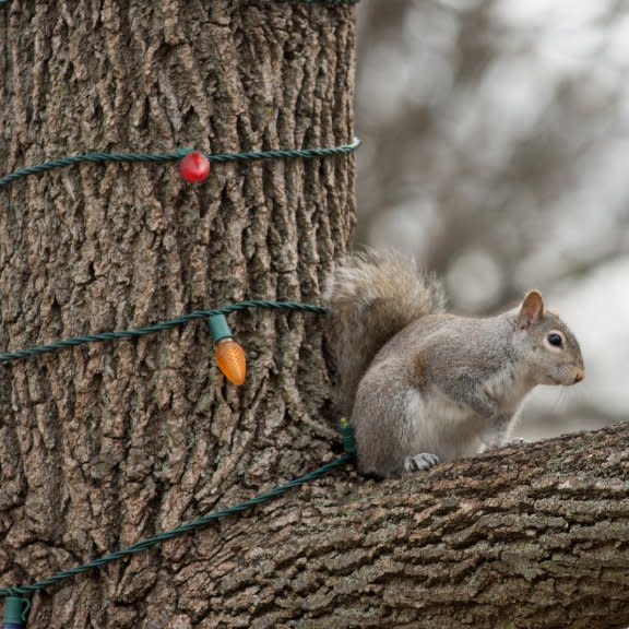  A squirrel on a branch next to Christmas lights. 