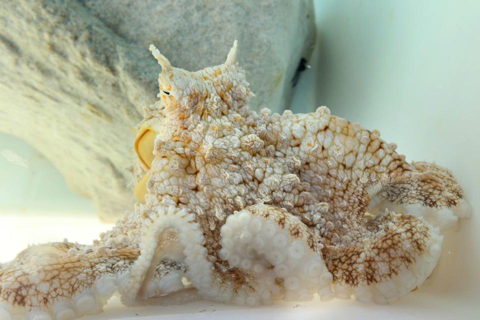 A white and brown patterned octopus in water.