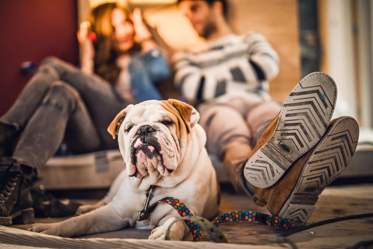 bulldog with liver failure sitting on the floor next to his owners