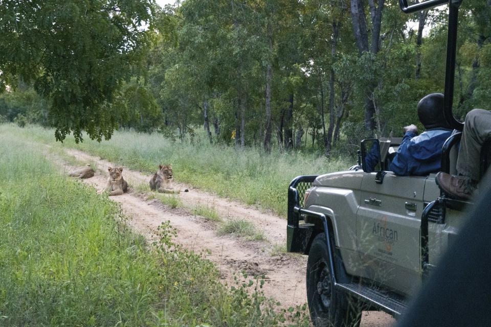 Lazy lionesses block the vehicle of guide Mariet Mashonganyika