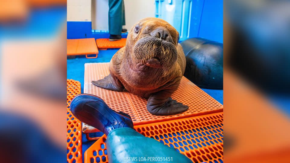 The walrus is receiving cuddle care after he was found in an unusual spot in Alaska. - Alaska SeaLife Center