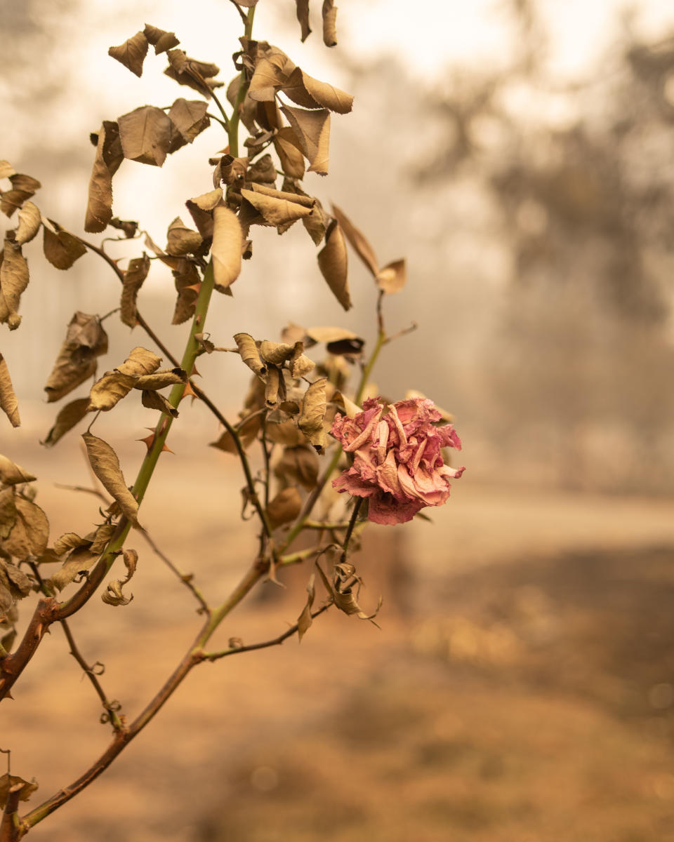 A rose bush burned by the Camp fire. (Photo: Cayce Clifford for HuffPost)