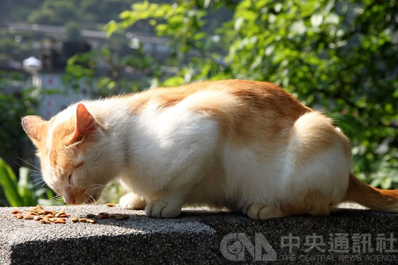 (資料照)