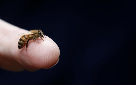 A honeybee is seen on a finger during the presentation to the media of tens of thousands honeybees permanently placed in a courtyard of a lower house of the German parliament Bundestag office building in Berlin, Germany, April 25, 2016. REUTERS/Fabrizio Bensch/Files