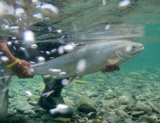 An Atlantic salmon is released on the Bonaventure River in Quebec. The river is renowned for its excellent fishing. (Kelsey Taylor/Atlantic Salmon Federation - image credit)