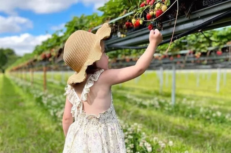 All of the strawberries are now grown on 'table tops'