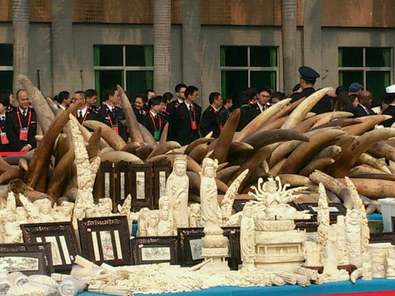Officials look on during a recent crush of illegal ivory in China.