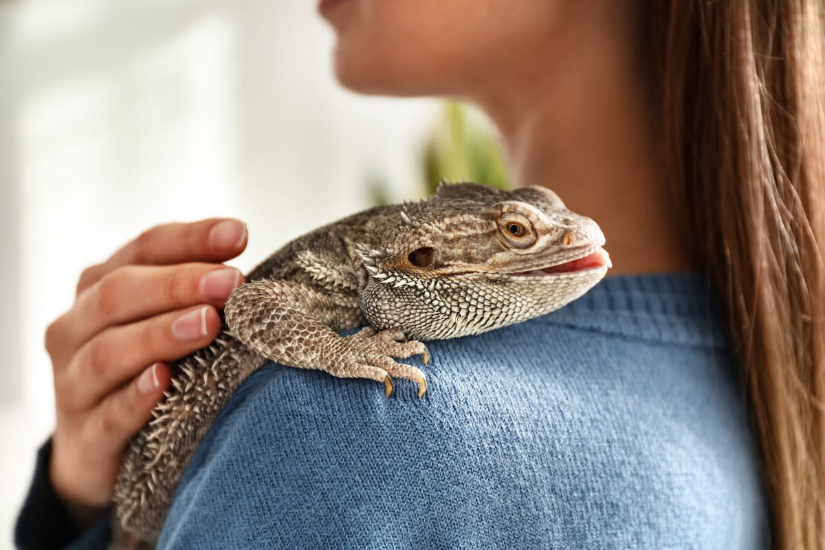 A bearded dragon resting on its owner's shoulder<p>New Africa via Shutterstock</p>