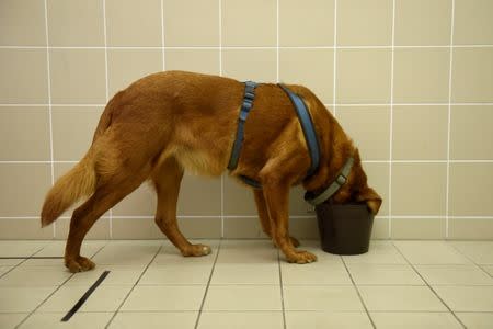 Bucka, the 11 year-old overweight mongrel dog eats during a test trying to find the reasons for obesity at the Ethology Department of the ELTE University in Budapest, Hungary, June 13, 2018. Picture taken June 13, 2018. REUTERS/Tamas Kaszas