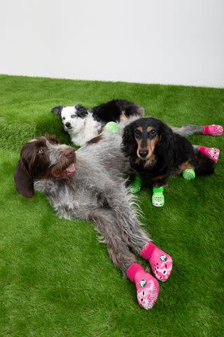 <p>Crocs</p> Dogs in Pet Crocs