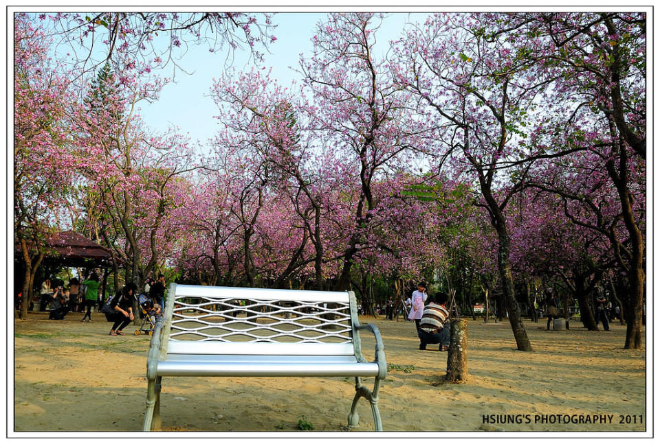 台南公園羊蹄甲(Photo Credit: Hsiung/d6478coke@Flickr, License: CC BY 2.0，圖片來源：https://www.flickr.com/photos/32791130@N08/5522627180)