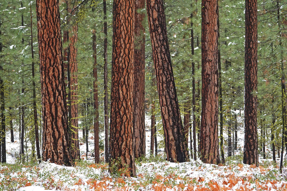 Old-growth ponderosa pines in the Deschutes National Forest in the Cascade Mountains of central Oregon, near the town of Sisters. (Photo: Buddy Mays via Getty Images)