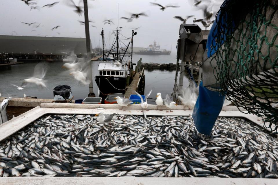 Herring are unloaded from a fishing boat in Rockland, Maine, 8 July 2015 (AP)