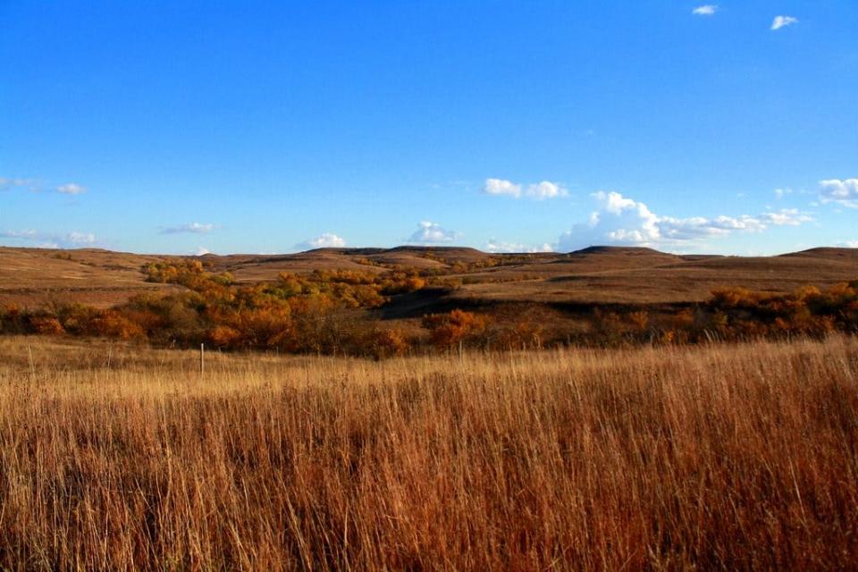 Autumn colors the Konza Prairie Biological Station near Manhattan, Kansas in 2013. Less than 4% of tall grass prairie ecosystems remain in the United States, after centuries of cultivation for agriculture.