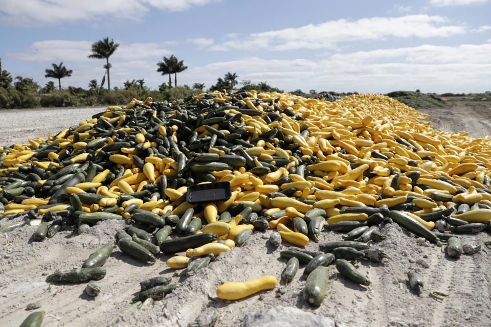 Farmers in Florida and elsewhere left vegetables to rot after restaurant and other business shutdowns took away a key market. (AP Photo/Lynne Sladky)