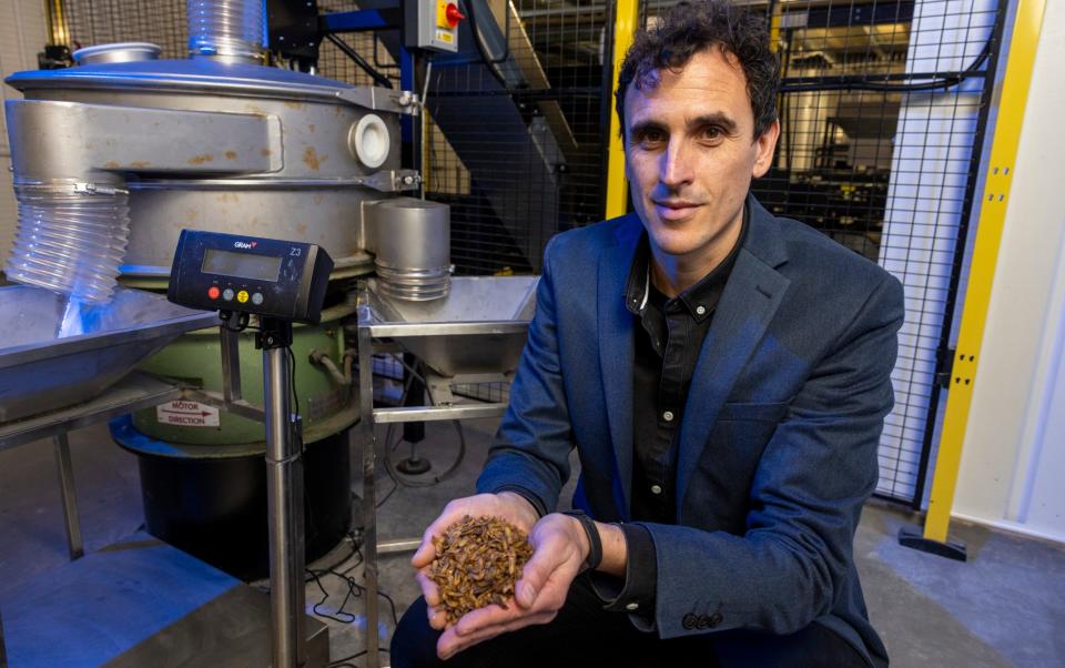 Keiran Olivares Whitaker, the founder and chief executive of Entocycle, with handful of insect larvae