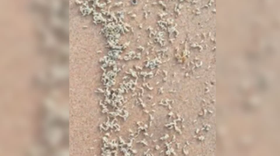 Sydney beachgoers are now being warned more maggots could be on the way during the next high tide. Source: Facebook/Jane Gardner