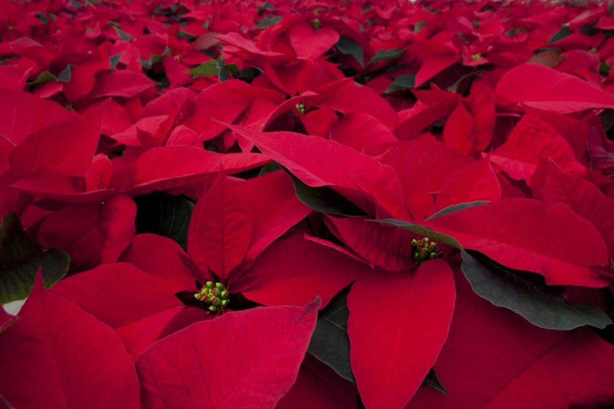 Poinsettias need some special help to thrive.