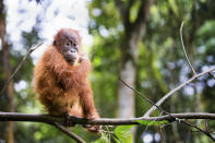 Que faire à Sumatra pour remplir votre compte Instagram de magnifique clichés ? Commencez d'abord par partir à la rencontre des orangs-outans dans la jungle ! Tout cela en respectant leur habitat naturel, bien évidemment.