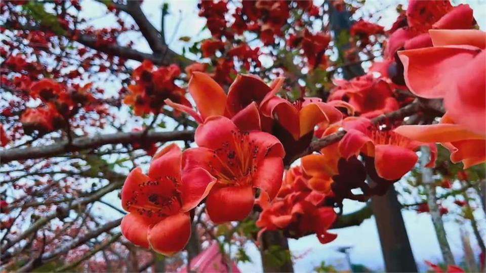 全球最美花海街道　台南白河木棉花提早大爆發