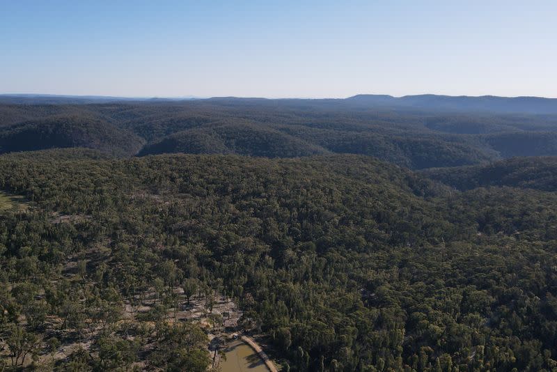 The Wider Image: From disease to bushfires, Australia's iconic koalas face bleak future