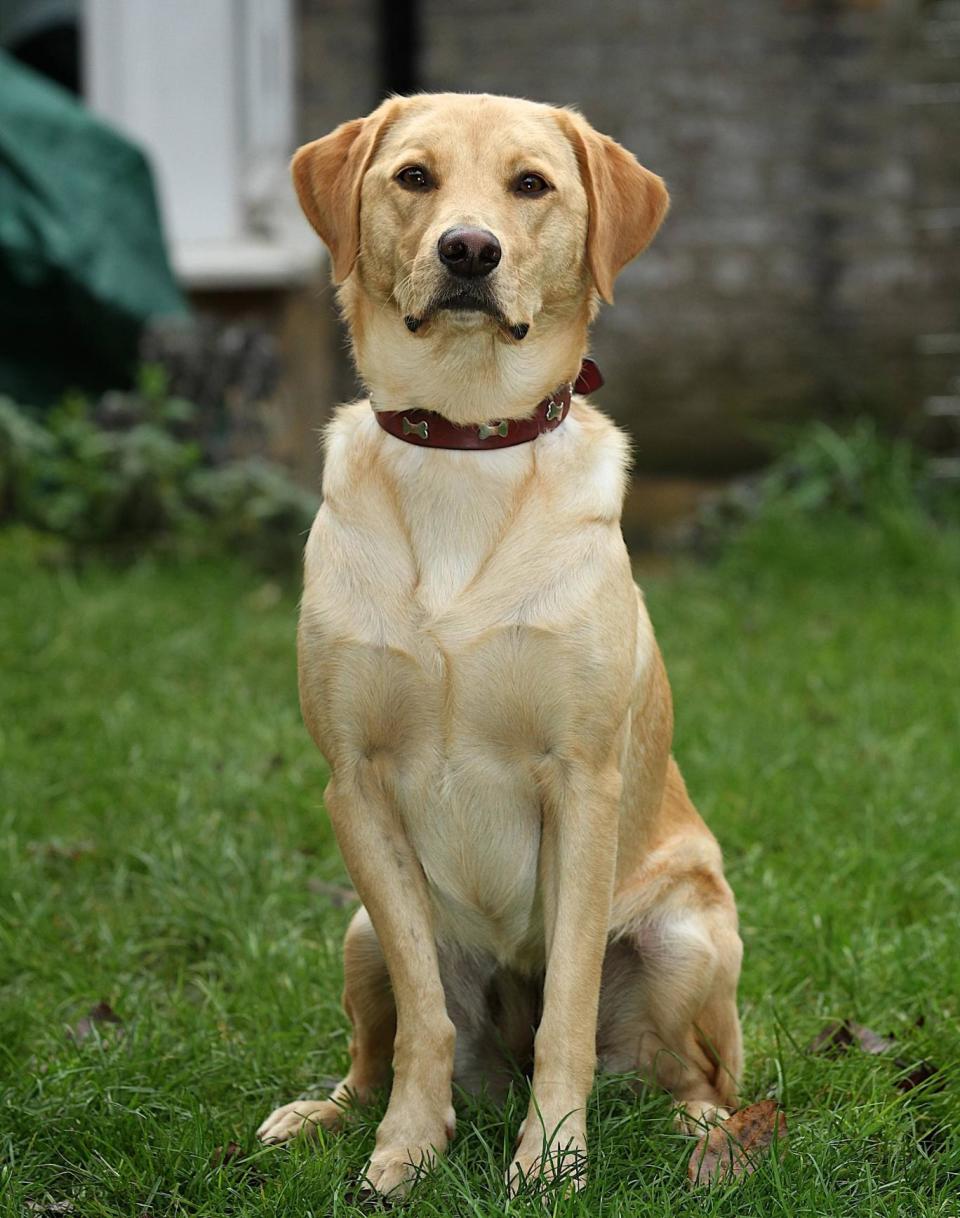 Labradors remain one of the most popular dogs in London (Gary Roberts)